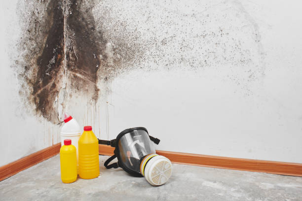 Best Mold Remediation Experts  in Commercial Point, OH