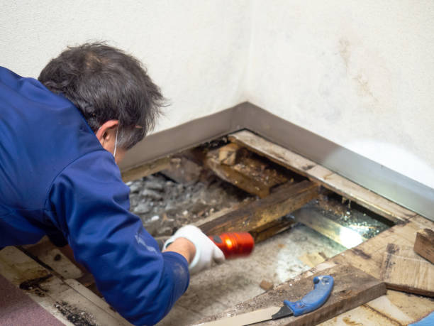 Best Commercial Mold Removal  in Commercial Point, OH