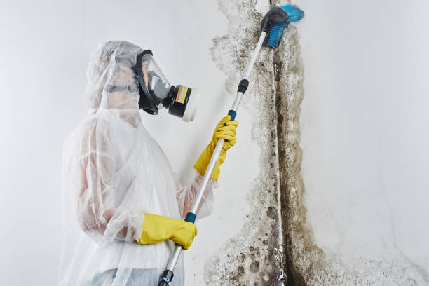 Best Residential Mold Removal  in Commercial Point, OH