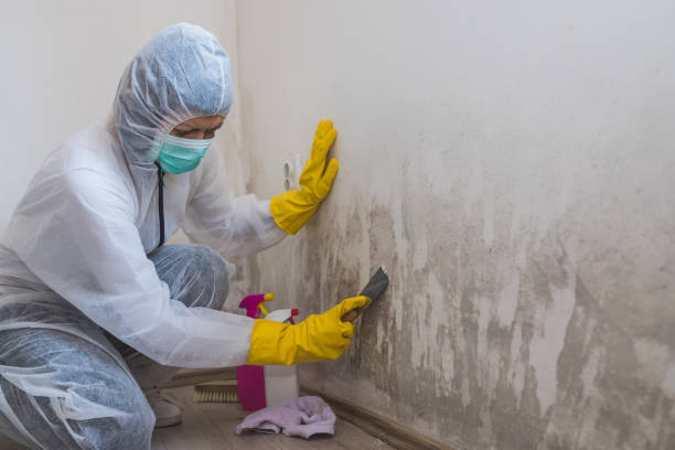 Best Best Mold Removal Companies  in Commercial Point, OH