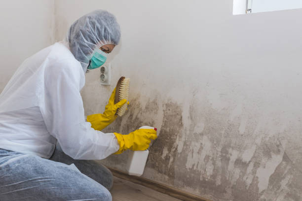 Best Affordable Mold Removal  in Commercial Point, OH