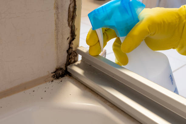 Best Mold Removal Company Near Me  in Commercial Point, OH