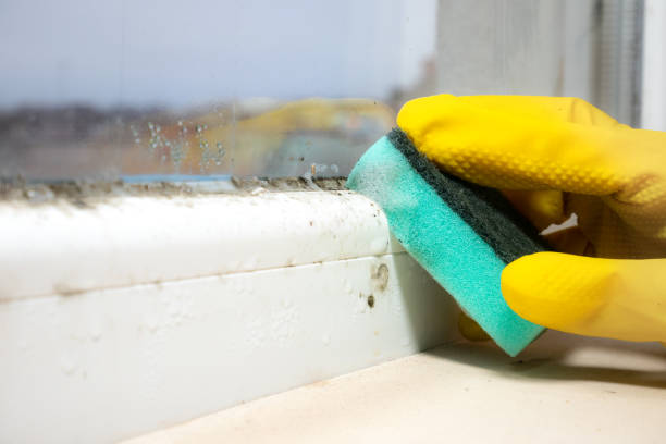 Best Local Mold Removal Service  in Commercial Point, OH