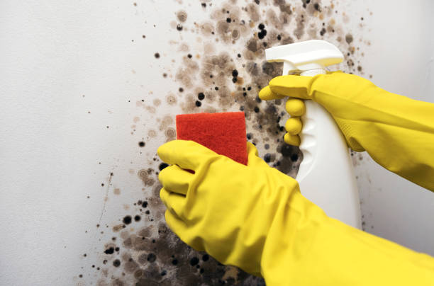 Best Best Mold Removal Companies  in Commercial Point, OH