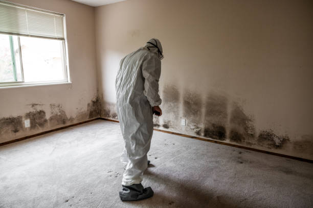 Best Mold Damage Repair  in Commercial Point, OH