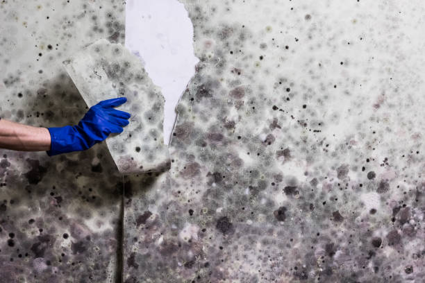 Best Certified Mold Removal  in Commercial Point, OH