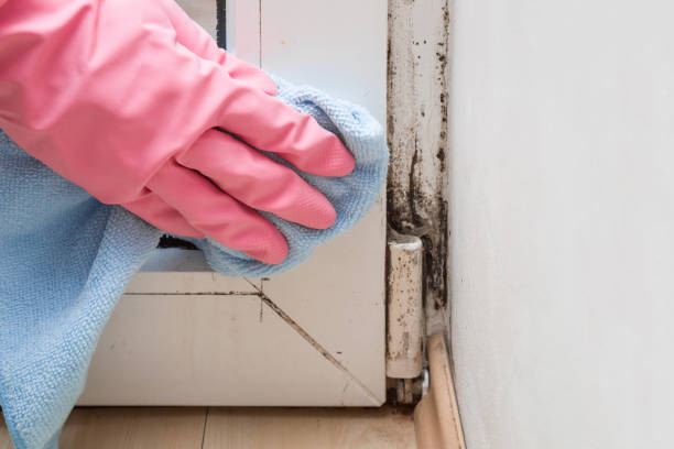Attic Mold Removal in Commercial Point, OH